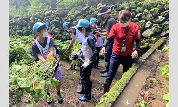 わさびを収穫するお仕事をしよう！ イベント画像2