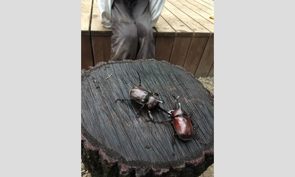 ナイトハントとカブトムシ相撲大会 In 狭山 In埼玉 パスマーケット