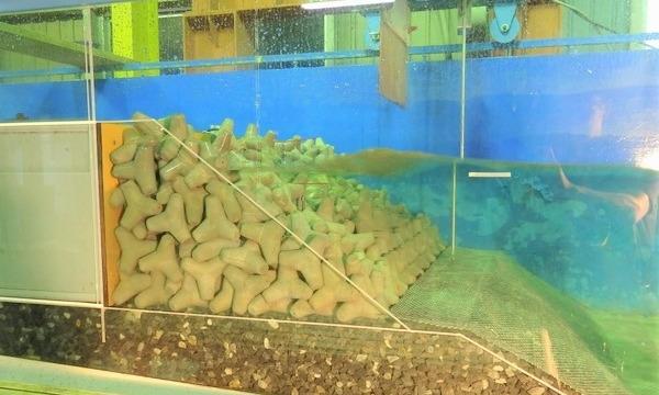 8月28日（土）テトラポッドを研究開発するお仕事＠茨城県 in茨城