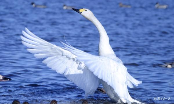 【そらまめツアー】1/19（月）白鳥舞う里沼と三県境にいちご狩り 冬の小さな感動旅！【あすか交通】