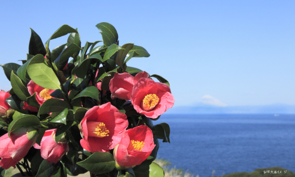 【そらまめツアー】2/10（火）高速船で日帰り伊豆大島！椿まつりと迫力の三原山 【あすか交通】