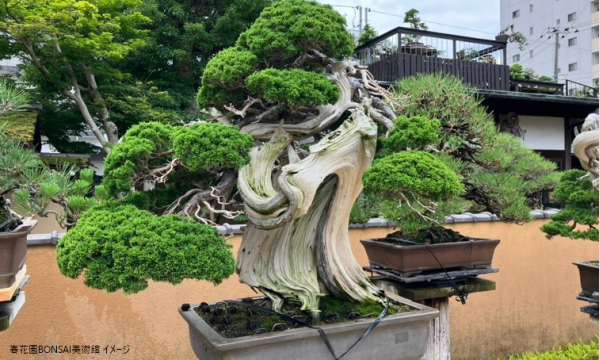 【そらまめツアー】11/26(水)世界が注目するBONSAI美術館と黄葉きらめく外苑さんぽ【あすか交通】 イベント画像2