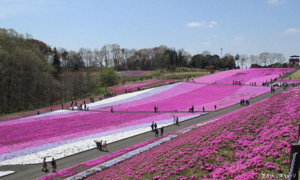 あすか交通株式会社の【そらまめツアー】4/16（木）色彩あふれる芝桜と洞窟酒蔵の風景探訪【あすか交通】イベント