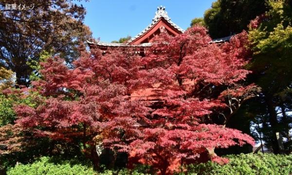 【そらまめツアー】12/3（水）関東最後の紅葉 本土寺と東山魁夷の美に触れる旅 【あすか交通】