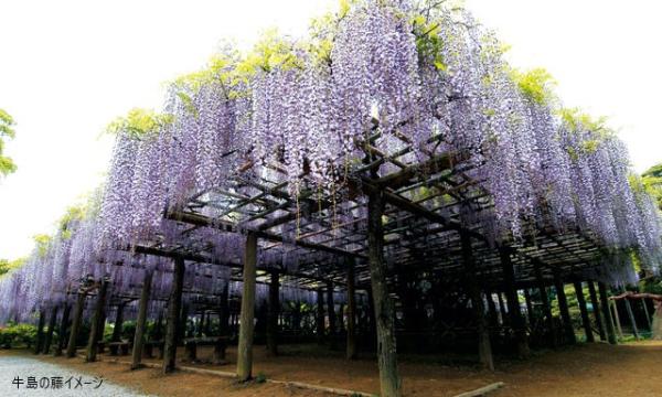 あすか交通株式会社の【そらまめツアー】4/22（水）牛島の藤と巨大地下神殿 首都圏外郭放水路見学【あすか交通】イベント