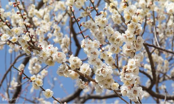 【そらまめツアー】2/27（金）美味と香りの水戸散策 偕楽園梅まつりと人気レストランでランチ 【あすか交通】イベント