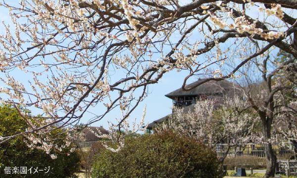 【そらまめツアー】2/27（金）美味と香りの水戸散策 偕楽園梅まつりと人気レストランでランチ 【あすか交通】 イベント画像2