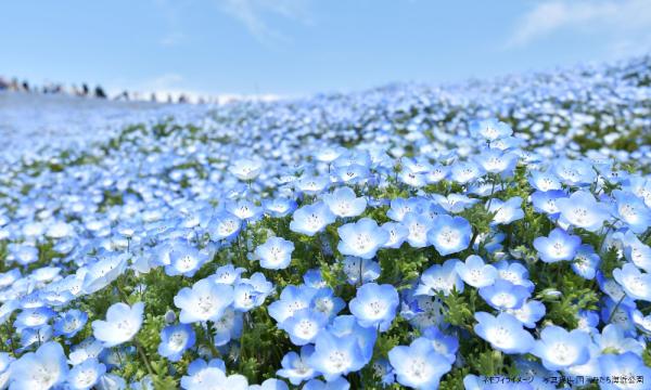 あすか交通株式会社の【そらまめツアー】4/27（月）青に包まれる丘へ… ネモフィラ観賞と海鮮ランチ【あすか交通】イベント