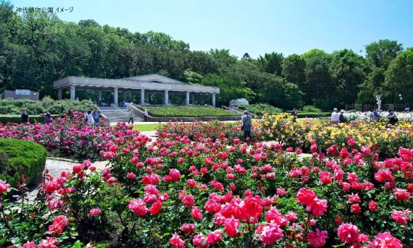 【そらまめツアー】10/29（水)鮮やかに美しい秋バラ観賞と深大寺参拝【あすか交通】