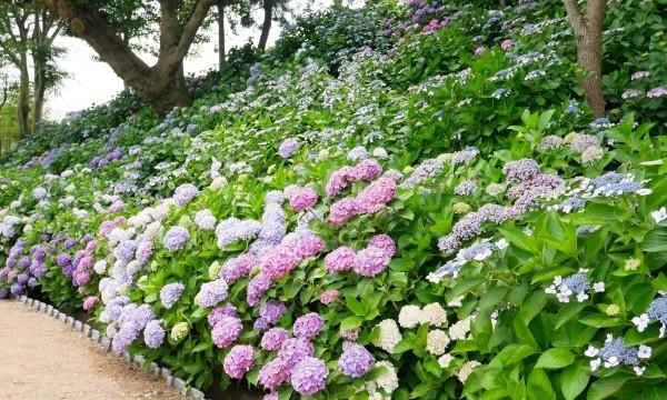 【そらまめツアー】6/20(金)佐原のあやめ&二本松寺あじさいの杜でお花めぐり【あすか交通】 イベント画像2
