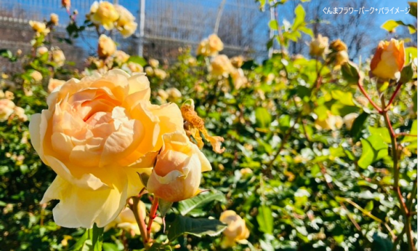 あすか交通株式会社の【そらまめツアー】5/27（水）ぐんま春日和　バラに癒され味に満たされる旅【あすか交通】イベント