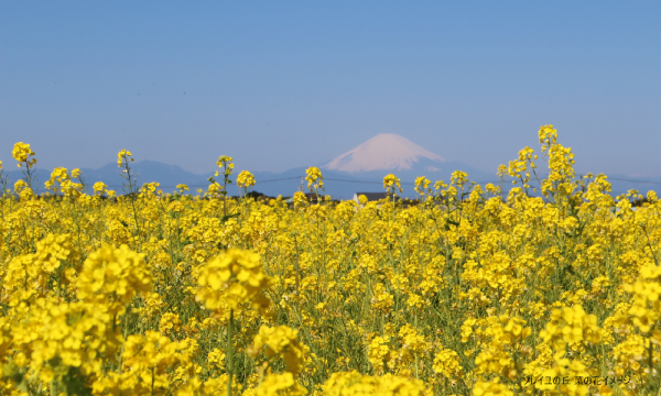 【そらまめツアー】1/23（金）ひと足先に春気分！早咲き菜の花＆三浦の旬を味わう 【あすか交通】