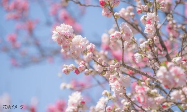 あすか交通株式会社の【そらまめツアー】4/3（金）春の二大花めぐり!　古河の花もも＆権現堂桜堤【あすか交通】イベント