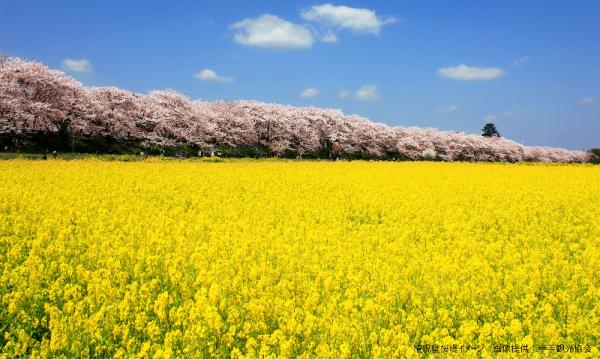 【そらまめツアー】4/3（金）春の二大花めぐり!　古河の花もも＆権現堂桜堤【あすか交通】 イベント画像2