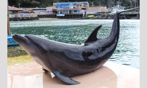 目指せ！イルカ博士！下田海中水族館「イルカ検定」【7月19日（土）】zoom イベント画像2