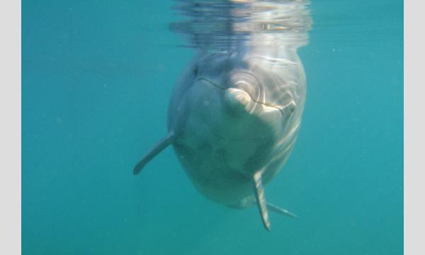 目指せ！イルカ博士！下田海中水族館「イルカ検定」【7月19日（土）】zoom イベント画像3