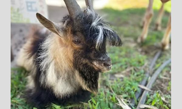 【11/9(日)】わくわくフェスティバル ヤギさんお散歩体験 in東京イベント