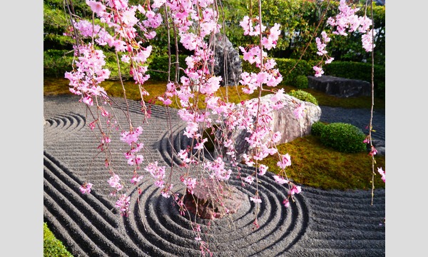 妙心寺退蔵院  昼食付き特別拝観1 Day Tour1 4/11（火） イベント画像3