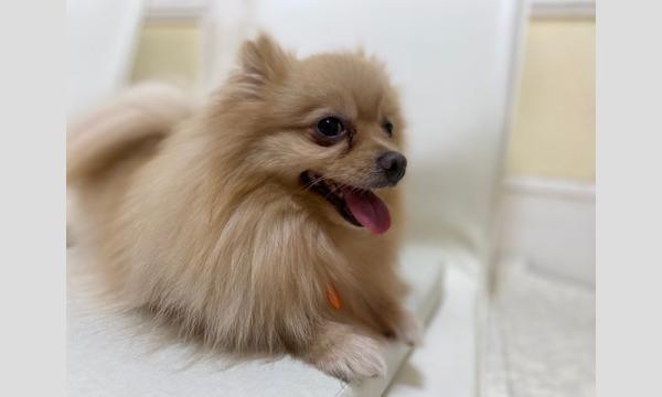 犬好きあつまれ合コン 犬友作ろう In東京 パスマーケット