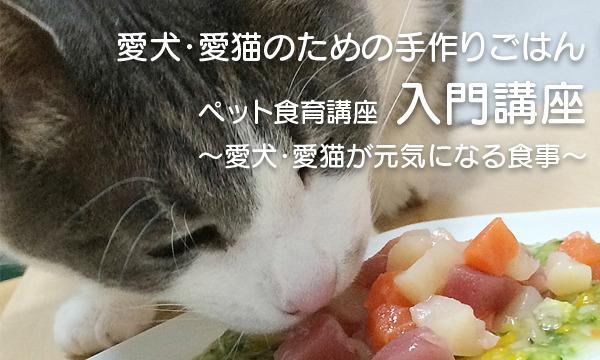 犬 猫対象 犬 猫のための手作りごはん Zoom講座 オンライン パスマーケット 犬 猫対象 犬 猫のための手作りごはん Zoom講座 オンライン パスマーケット