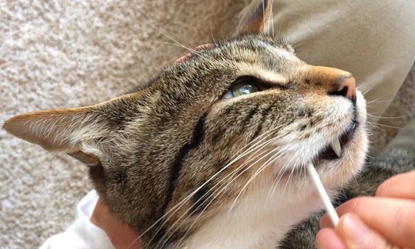 猫対象 結果がでる 猫さんの歯磨き 口内ケア講座 宮城県仙台市 In宮城 パスマーケット