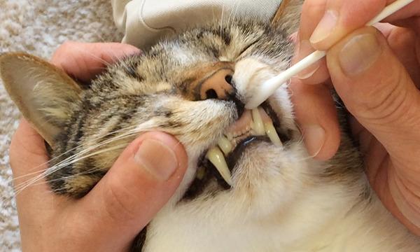 猫対象 結果がでる 猫さんの歯磨き 口内ケア講座 宮城県仙台市 In宮城 パスマーケット