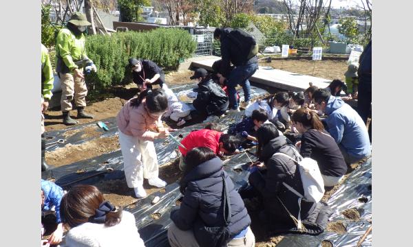 二子玉川ライズ 　ジャガイモ植付イベント2026 イベント画像3
