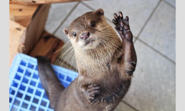 下田海中水族館割引入場券【2026年1月1日～】 イベント画像3