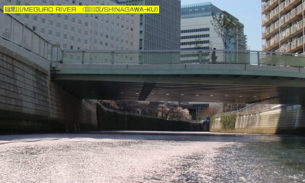 4/7　日本橋発！　花筏クルーズ目黒川　第2便 イベント画像2