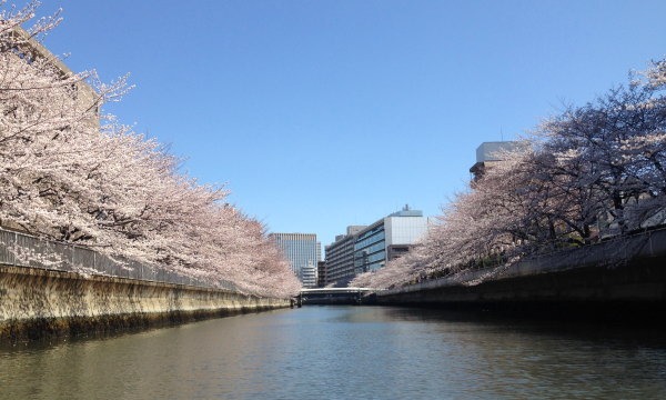 NPO法人あそんで学ぶ環境と科学倶楽部事務局の春のお花見クルーズ　大横川さくらクルーズ2015イベント