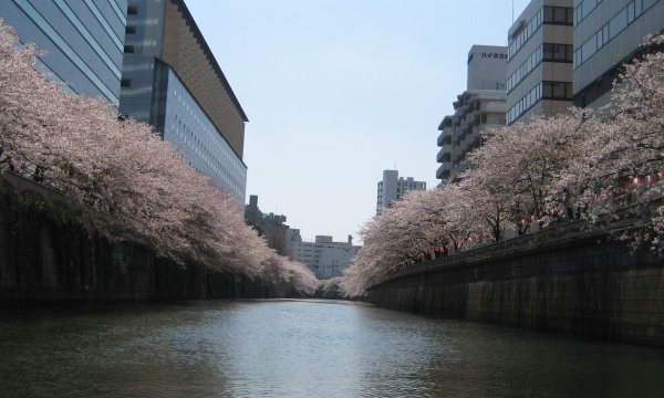 春のお花見クルーズ 目黒川さくらクルーズ15 In東京 パスマーケット