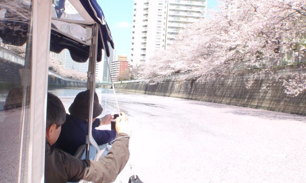 NPO法人あそんで学ぶ環境と科学倶楽部事務局のお花見のもう一つの楽しみ！　目黒川　花筏クルーズ2015イベント