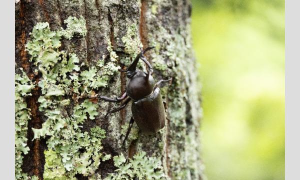 カブトムシ狩り体験イベント「カブトムシ探検隊」 イベント画像3